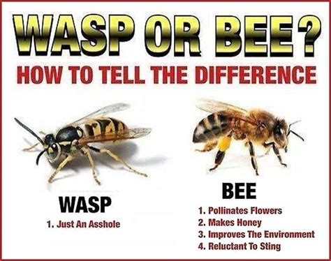 Yep... | Wasp stings, Hornet sting, Wasp sting remedy