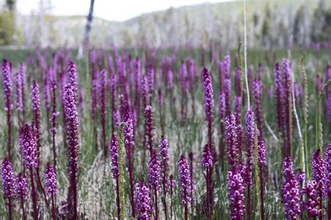 Brooke Shoko: Montana Wildflowers