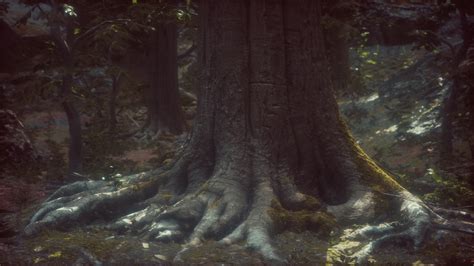 Old trees with lichen and moss in green forest 6071723 Stock Video at ...