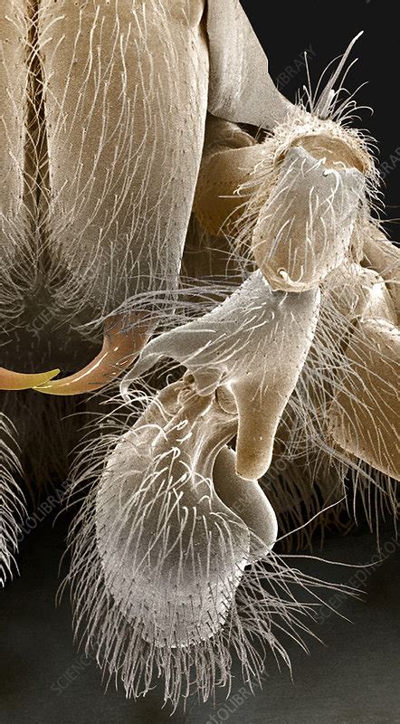 House spider, mouthparts, SEM - Stock Image - Z430/0500 - Science Photo ...