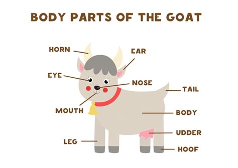 Goat Anatomy - dummies