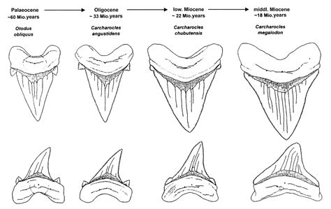 Carcharodon Megalodon Size Comparison