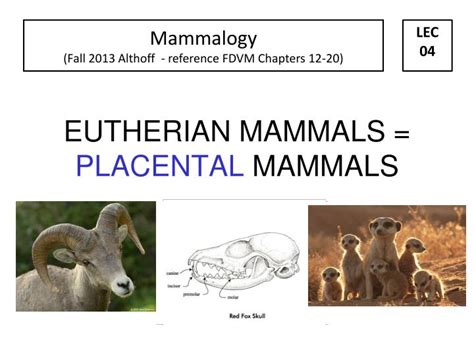 PPT - EUTHERIAN MAMMALS = PLACENTAL MAMMALS PowerPoint Presentation ...