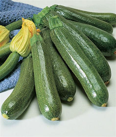 Zucchini Varieties and Types of Zucchini