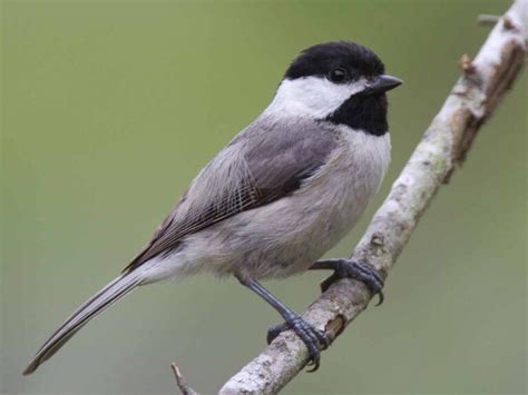 Carolina Chickadee - Song | Range | Habitat | Nest | Diet | Female ...