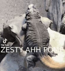 Zesty Ahh Lizard Zesty GIF - Zesty Ahh Lizard Zesty Lizard - Discover ...