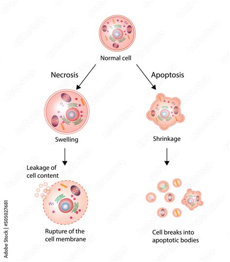 Necrosis and apoptosis of normal cell. cell death labeled outline ...