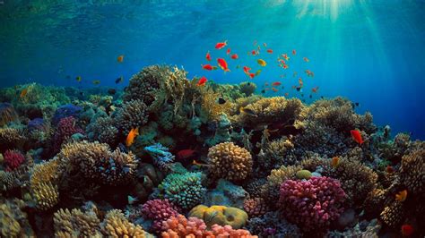 Coral Reef Wallpapers - Top Free Coral Reef Backgrounds - WallpaperAccess