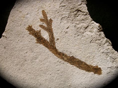 Athrotaxis lycopondioides Plant Fossil