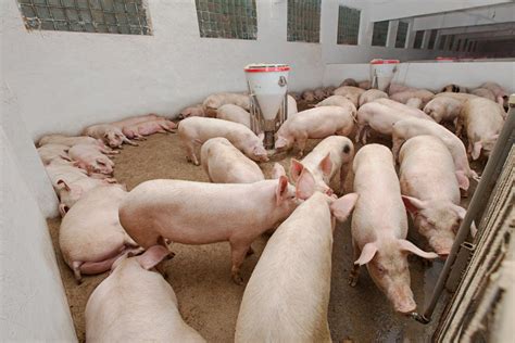 There’s a market niche for pig farming - The Namibian Farmer