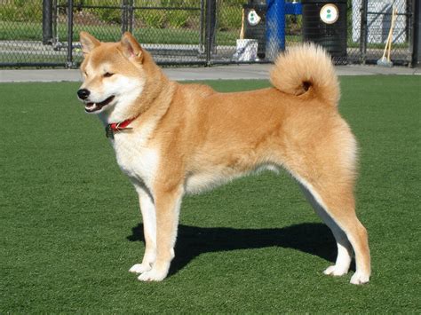 Shiba Inu - Wikipedia