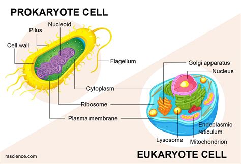 Prokaryotes Vs Eukaryotes Simple