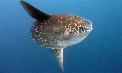 The Secret Life of Sunfish | Ceningan Divers