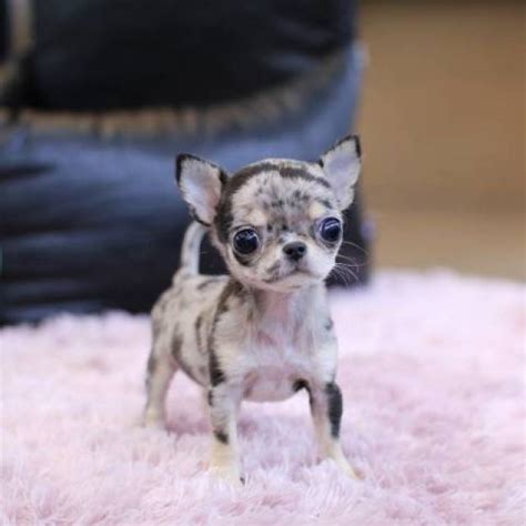 MICRO TEACUP PUPPIES AVAILABLE FOR SALE - Los Angeles - Animal, Pet