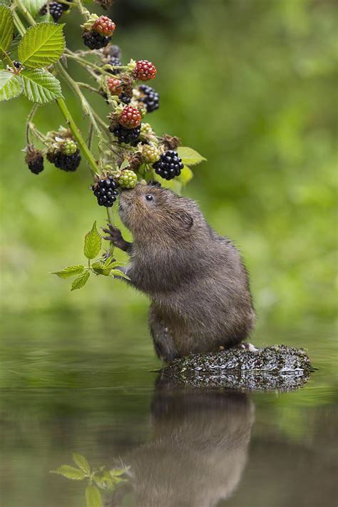 Different pose of the vole eating blackberries : r/voles