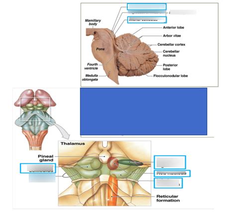 3e_ Mesencephalon: tectum and tegmentum Diagram | Quizlet