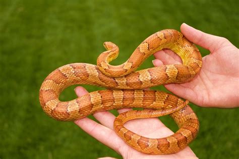 Corn Snakes | Snake Tips, How To's and Snake Videos | Boatips.com