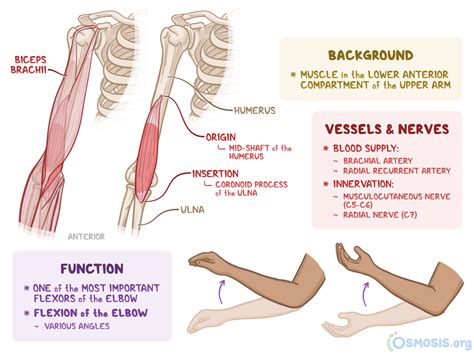 Brachialis: What Is It, Location, Function, and More | Osmosis