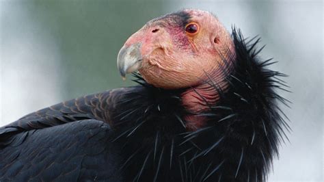 Endangered California Condors Seen in Sequoia National Park For First ...