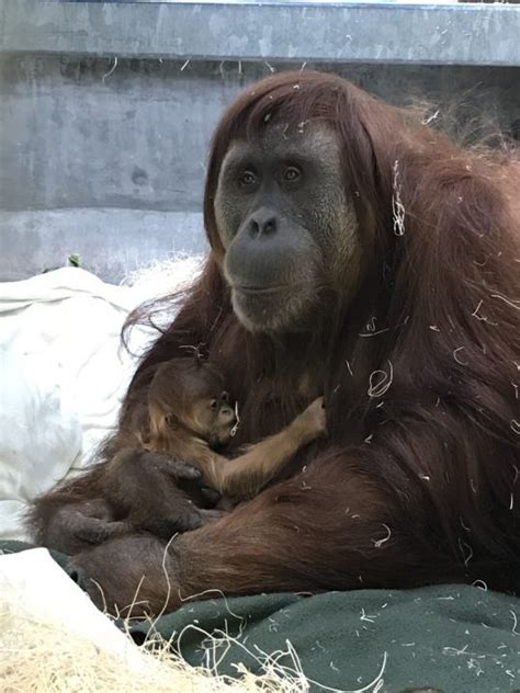 Meet the New Sumatran Orangutan at Denver Zoo