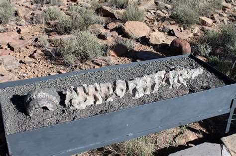 Sharing the fossil wealth of the Karoo trail – Maropeng and ...