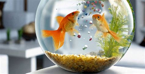 Aquarium Fish Food for Home or Workplace. Information On Subject