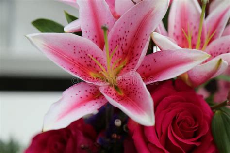 Pink Lilies Flowers Bouquet Stock Photo - Image of beauty, love: 87742230