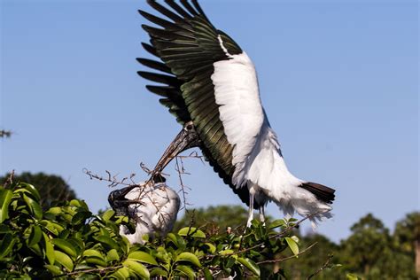 Nesting stork | Smithsonian Photo Contest | Smithsonian Magazine