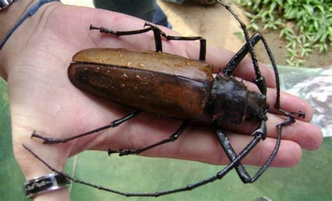 Besouro Titanus Giganteus: o assustador e raro inseto que poucos ...