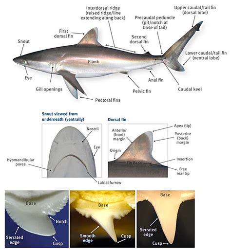 Shark anatomy | Recreation, sport and arts | Queensland Government