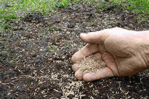 How to plant grass seed on a slope