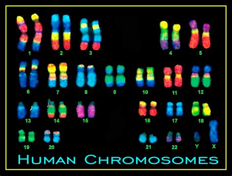 Genes Dna And Chromosomes Explained