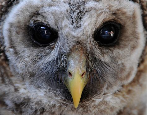 Baby Barred Owl 3 Photograph by Keith Lovejoy - Fine Art America