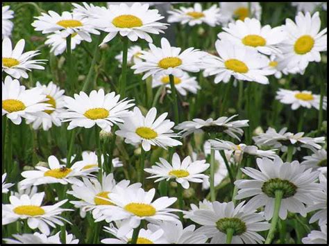 BECKY SHASTA DAISY – Hinsdale Nurseries