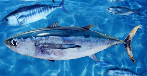 Albacore Tuna - Incredible Facts, Pictures - Wiki Point