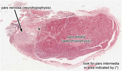 Endocrine System | histology