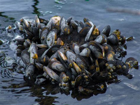 Oysters vs Mussels: A Seafood Comparison