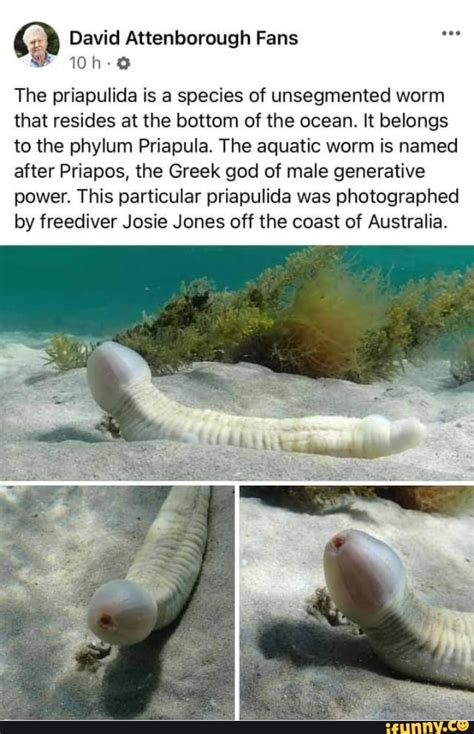 David Attenborough Fans The priapulida is a species of unsegmented worm ...