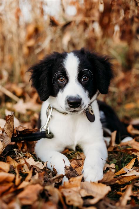 Puppy Love: Rio the Border Collie Mix | West Lafayette, IN | LaptrinhX ...