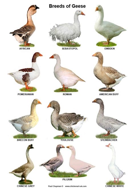 A4 Laminated Posters. Breeds of Geese | Etsy