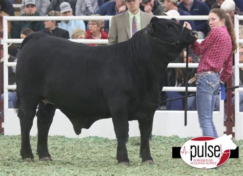 San Antonio Stock Show | Brangus Steers | The Pulse