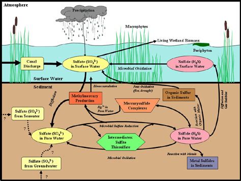 Simplified sulfur cycle for the freshwater Everglades. Seawater may ...