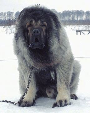 Everything You Need to Know About the Russian Bear Dog - DOGBEAST ...