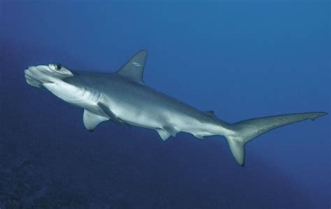 New Hammerhead Shark Species Found Off South Carolina | Live Science