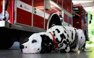 The History of Dalmatians as Fire Dogs - Plainview Volunteer Fire ...