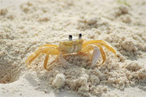 Ghost Crab Hunting on the Outer Banks | Ocean Atlantic Rentals