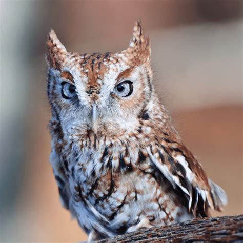 Owls In Ohio - Visit Ohio Today