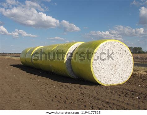 Raw Harvested Bales Cotton Prepared Collection Stock Photo (Edit Now ...