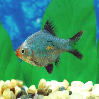 Platinum Green Tiger Barb (10pcs) - FishPlay