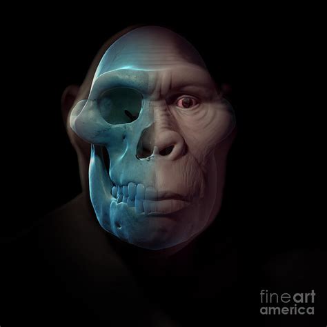 Australopithecus With Skull Photograph by Science Picture Co - Fine Art ...